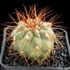 Copiapoa_uhligiana